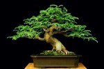 bonsai